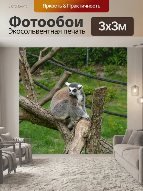 Фотообои Ката обезьяна