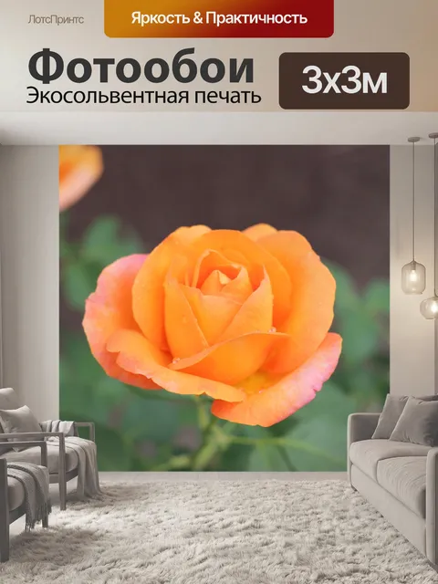 Фотообои Оранжевый золотой медалью роза