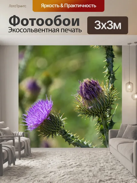 Фотообои Растения чертополоха артишока