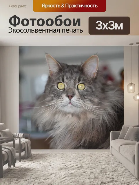 Фотообои Мейн кун