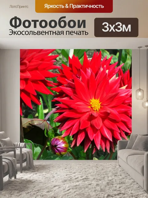 Фотообои Ярко-красный Далия Цветы