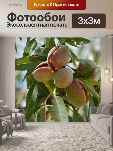 Фотообои Фрукты
