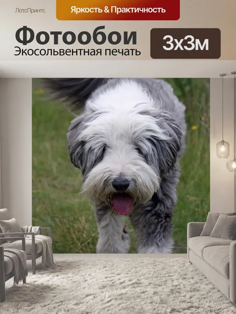Фотообои Бородатая колли