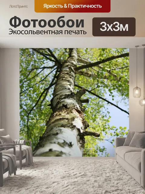 Фотообои Берёза