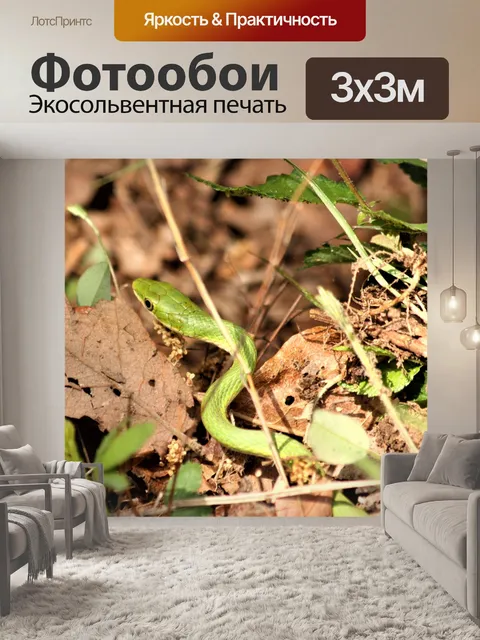 Фотообои Общая зеленая змея