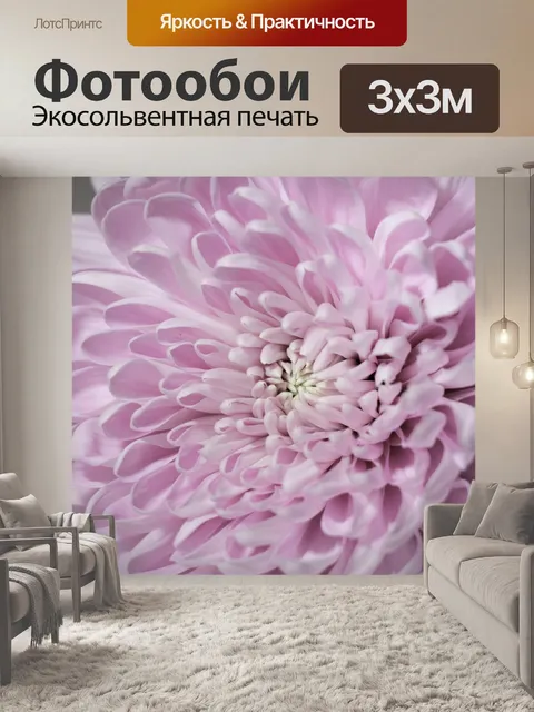 Фотообои Хризантема