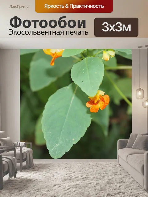 Фотообои оранжевый цветок