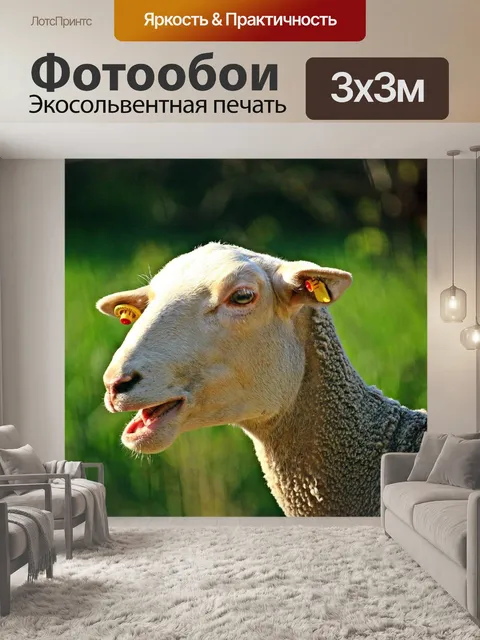 Фотообои Овец