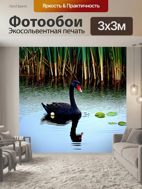 Фотообои Чёрный лебедь, плавающий в тихом озере, окружённый высокими таинственными камышами