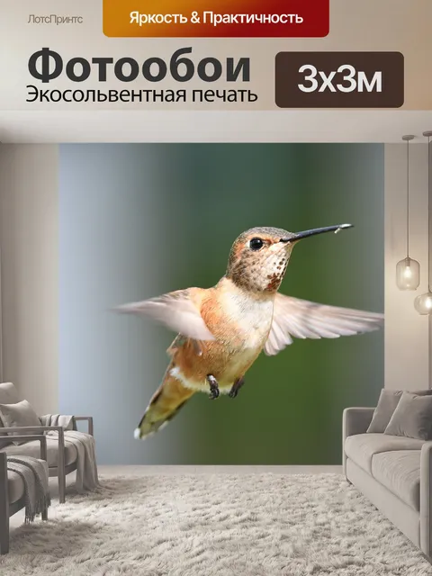 Фотообои Самка рыжего колибри