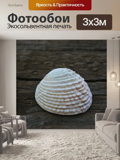 Фотообои белый моллюск корпуса 2