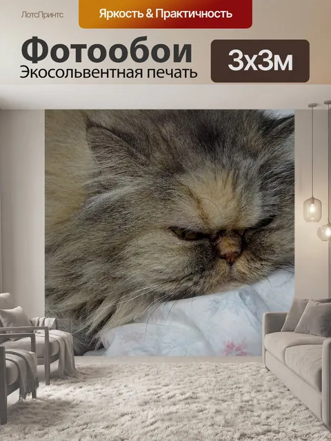 Фотообои Ленивый пушистый кот