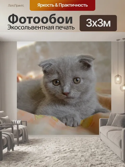Фотообои Шотландская вислоухая