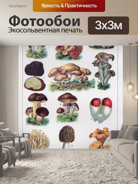 Фотообои Классная доска с грибами