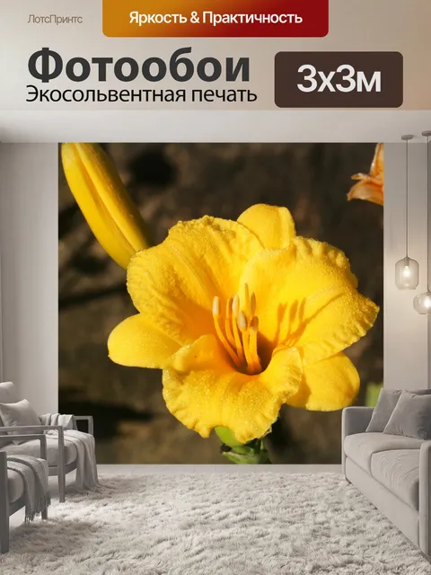 Фотообои Стелла де Оро на рассвете