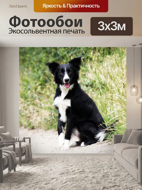 Фотообои Бордер-колли