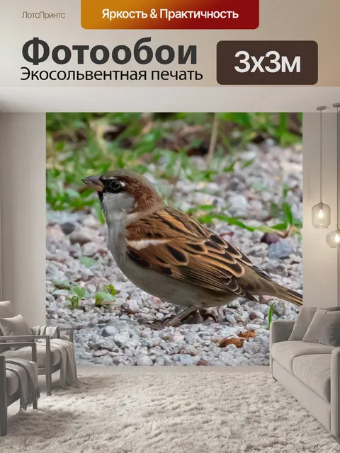 Фотообои Воробей