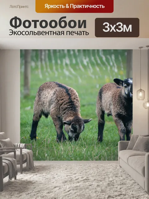 Фотообои Овцы, ягнята, баранина