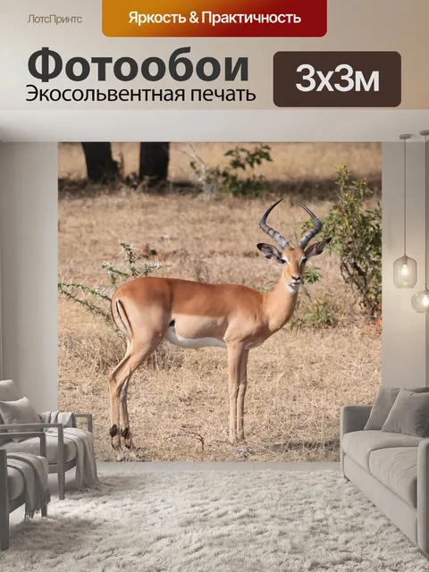 Фотообои Газель