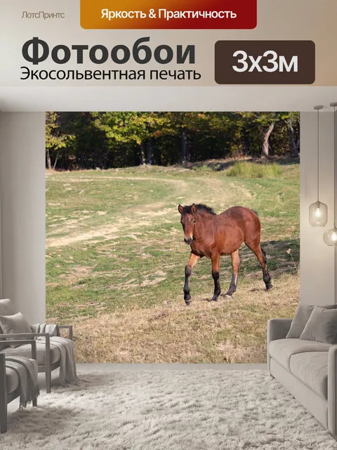 Фотообои Маленькая лошадка