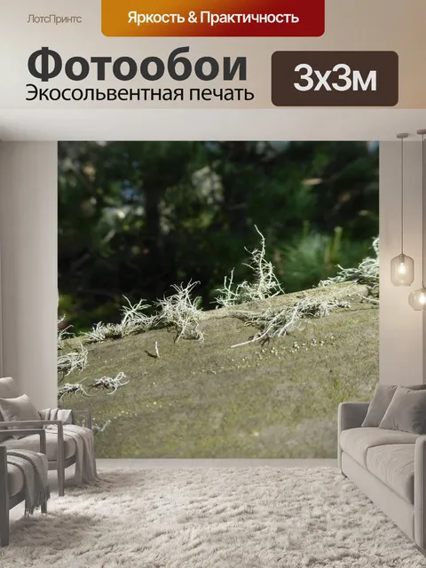 Фотообои Крошечные моховые растения