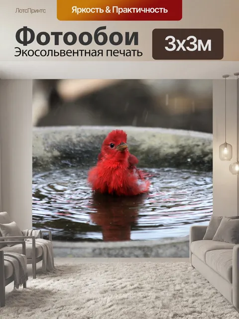 Фотообои Летний танагер в птичьей ванне 2