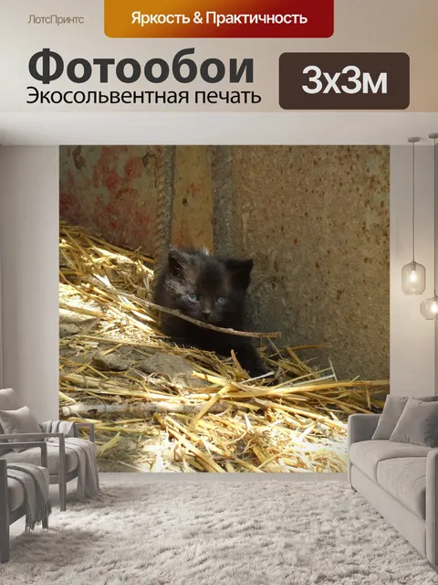 Фотообои Черный котенок
