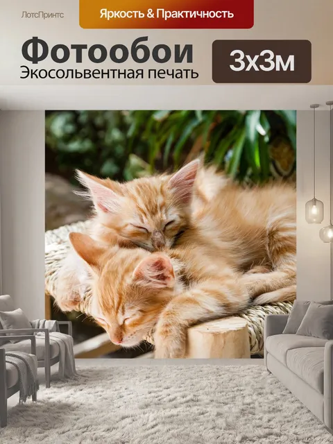 Фотообои Котята