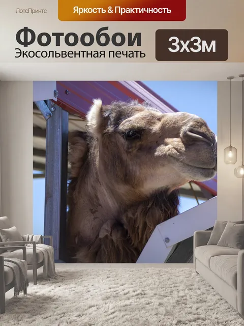 Фотообои верблюд