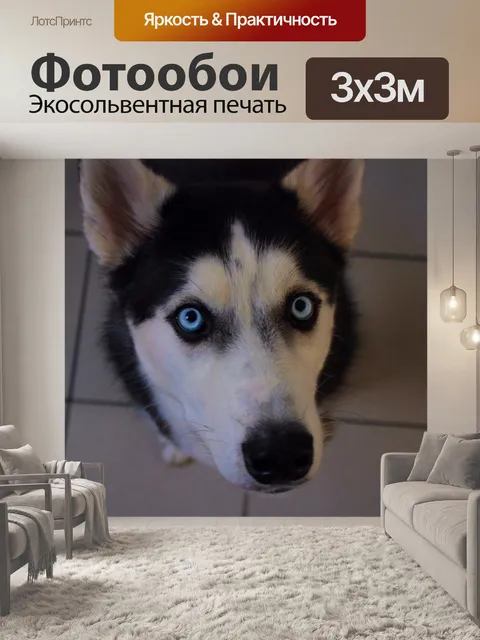 Фотообои Хаски