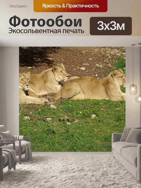 Фотообои Львицы