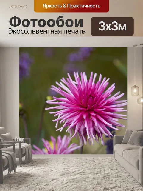 Фотообои Красивый цветок, астра