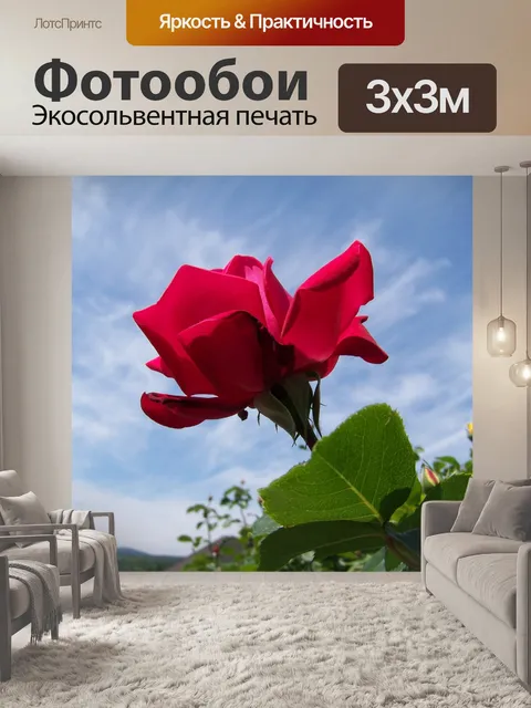 Фотообои Красная роза