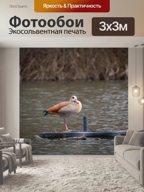 Фотообои Гусь, египетский гусь, птица