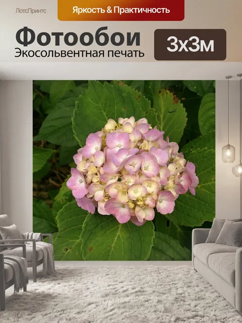 Фотообои Гортензия