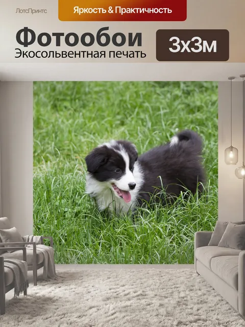Фотообои Бордер-колли