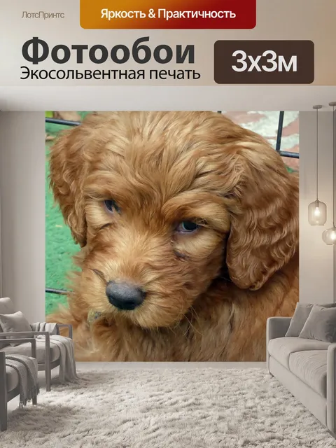 Фотообои Щенок золотого каракули