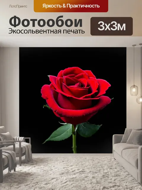 Фотообои одна красная роза на черном фоне