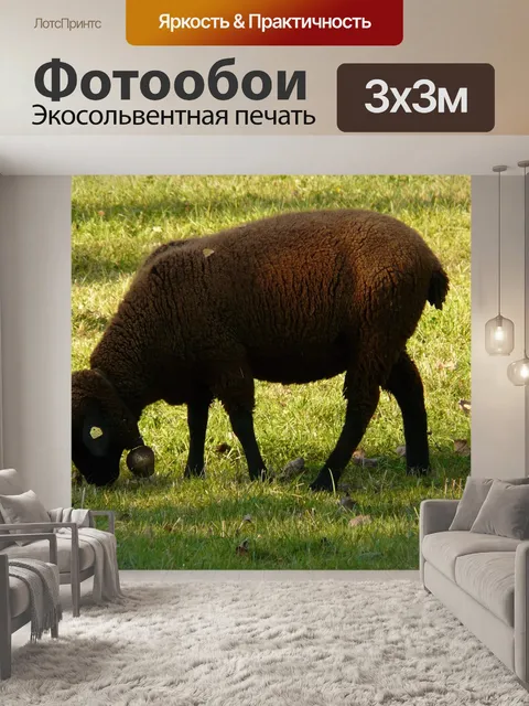 Фотообои Овец