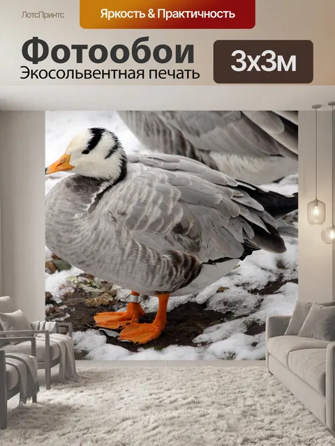 Фотообои Гусь