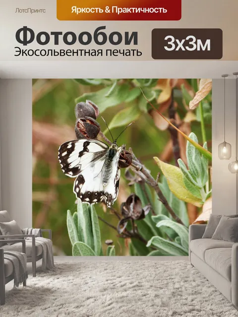 Фотообои Бабочка