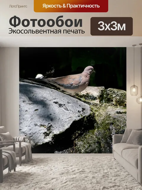 Фотообои голубь