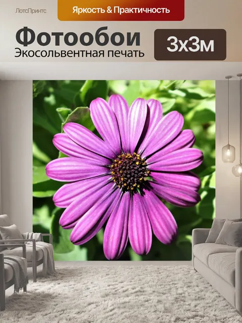 Фотообои Фиолетовый Африканский маргаритка крупны