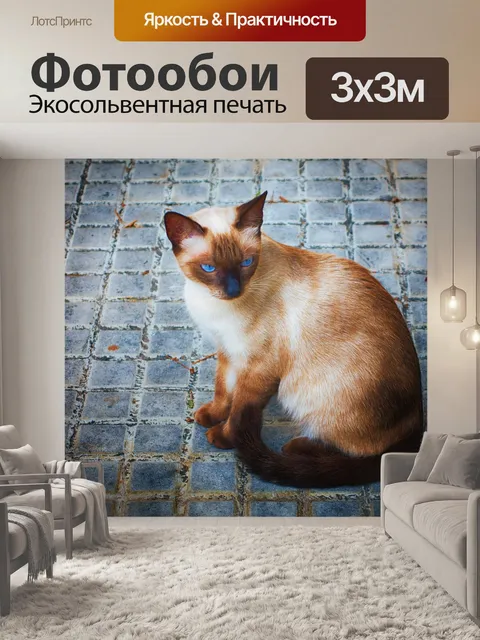 Фотообои Сиамская кошка