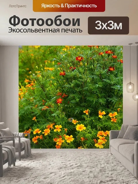 Фотообои Бархатцы цветок календулы фото