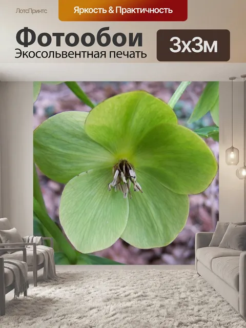 Фотообои Морозник
