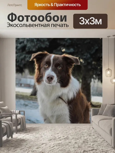 Фотообои Собака