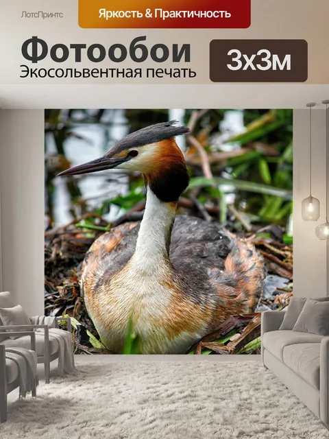 Фотообои Большая хохлатая поганка