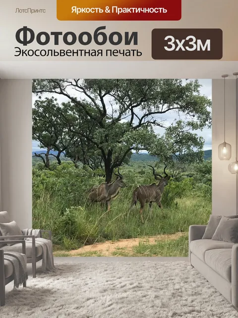 Фотообои Куду
