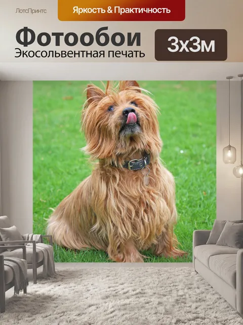 Фотообои Симпатичная собака лизала губы